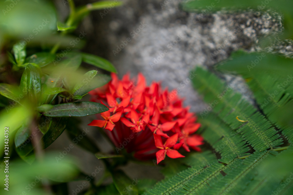 Chinese red ixora cut against green leaves In the tropical winter Chinese red ixora cut against green leaves In the tropical winter