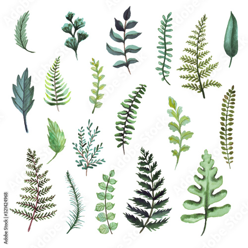 Fern watercolor illustrations. Botanical clipart. Set of Green leaves, herbs and branches. Floral Design elements. Perfect for wedding invitations, greeting cards, blogs, posters and more