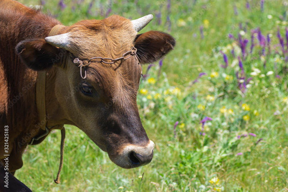 Close-up portrait of cute young bull-calf on summer flowering meadow