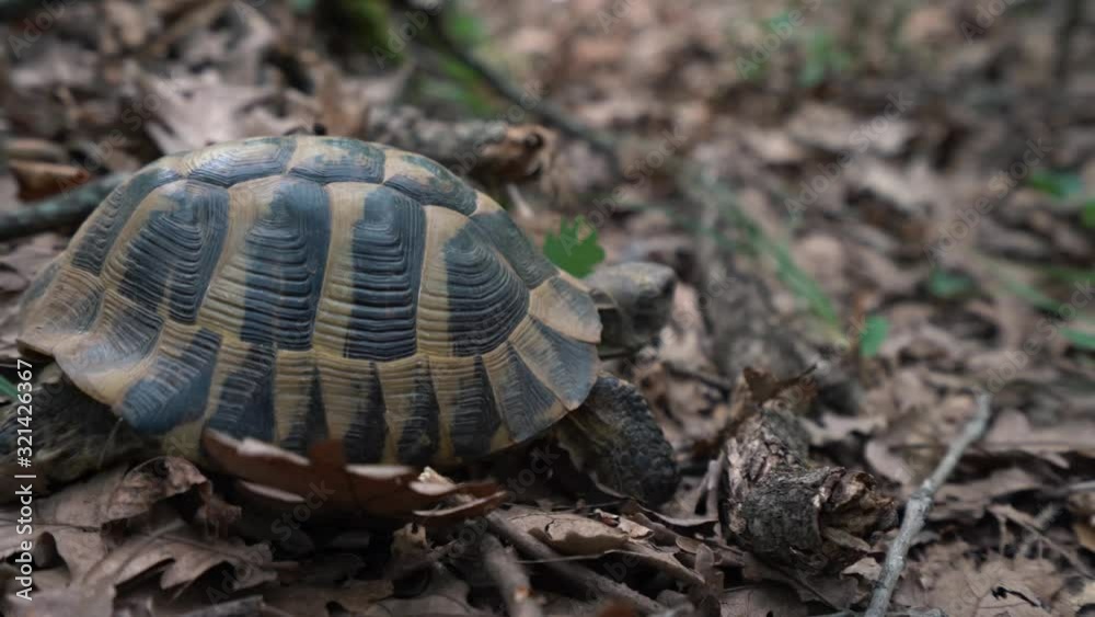 Close up low angle tortoise walking in forest Close up low angle tortoise walking in forest