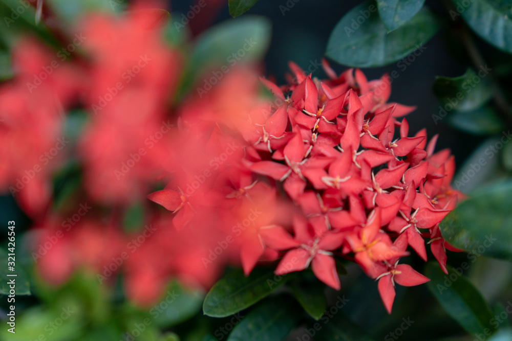 Chinese red ixora cut against green leaves In the tropical winter Chinese red ixora cut against green leaves In the tropical winter