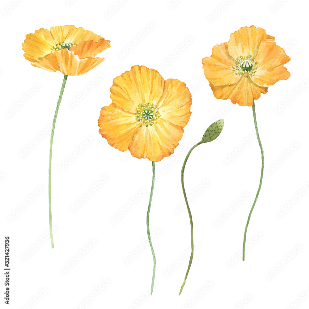 Beautiful bouquet composition with watercolor yellow poppy flowers. Stock illustration. - obrazy, fototapety, plakaty 