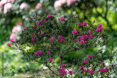 Wallpaper Mural Azalee Torontodigital.ca