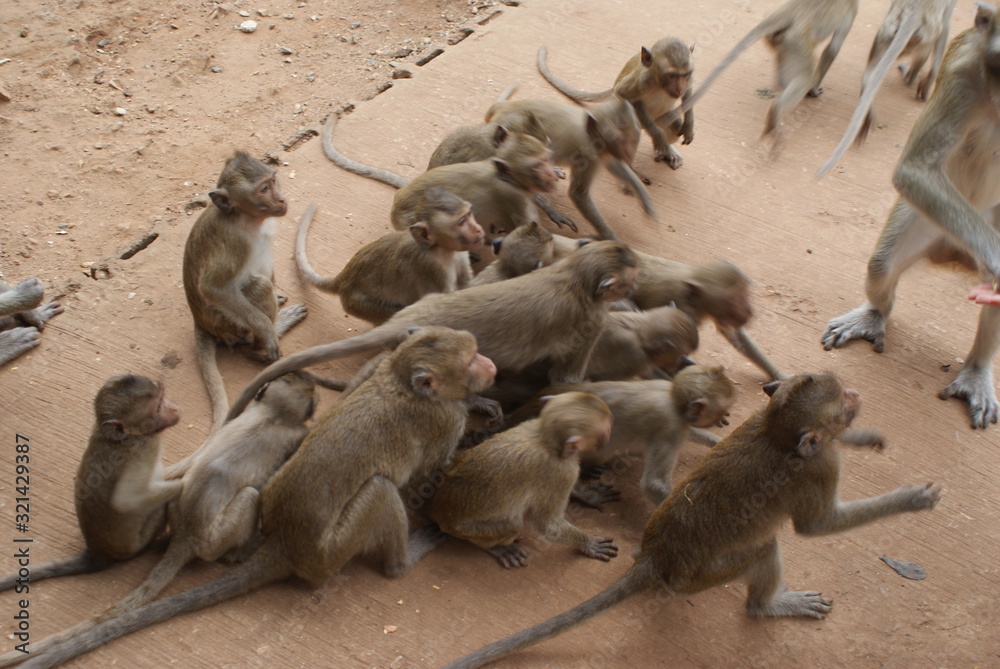 Wild monkeys in Thailand, Asia