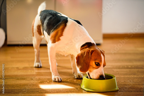 Wallpaper Mural Dog beagle eating canned food from bowl in bright interior. Torontodigital.ca