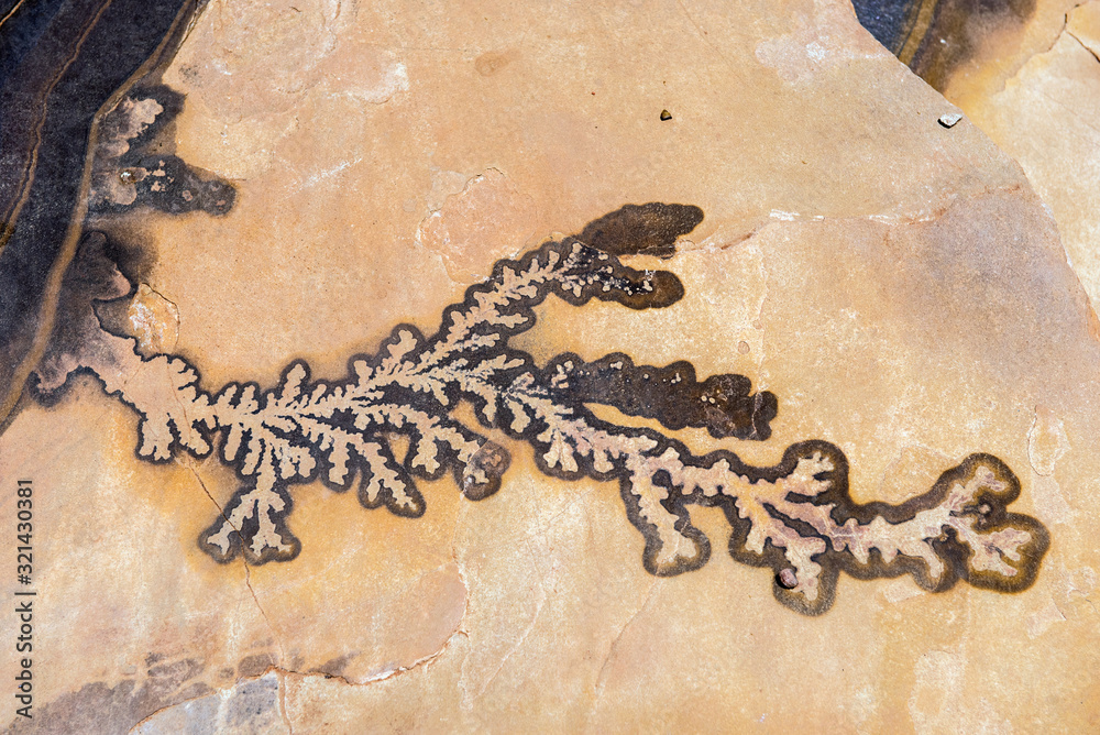 Fotografie Manganese dendrite on a sandstone bedding plane