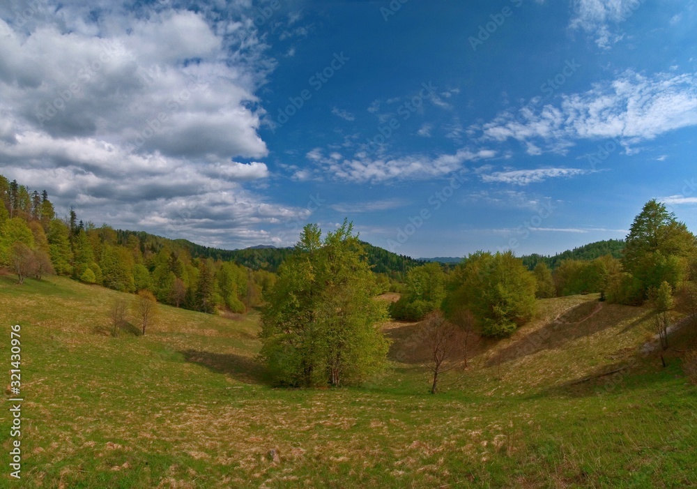 Fototapeta premium forest