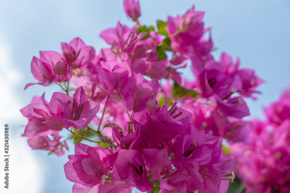 Pink bougainvillea flowers on a clear day Pink bougainvillea flowers on a clear day