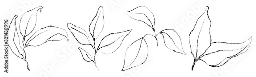 Vector set of hand drawn plants. Botanical sketched 