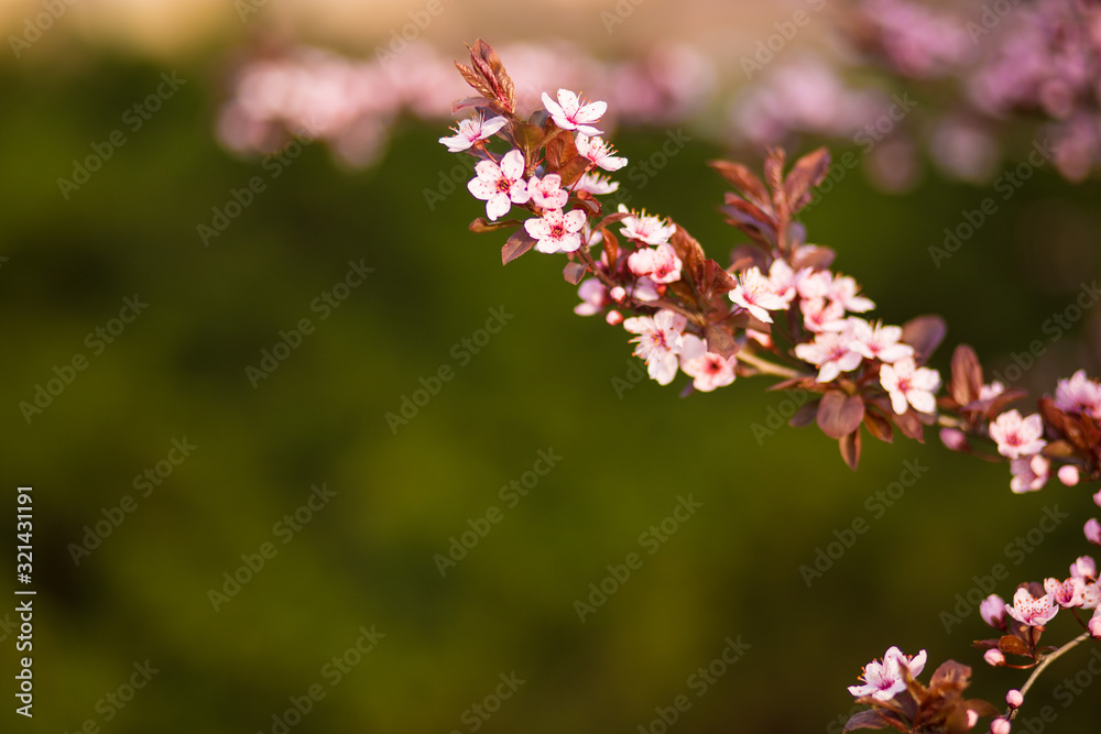 Fresh, pink, soft spring cherry tree blossoms on pink bokeh background.