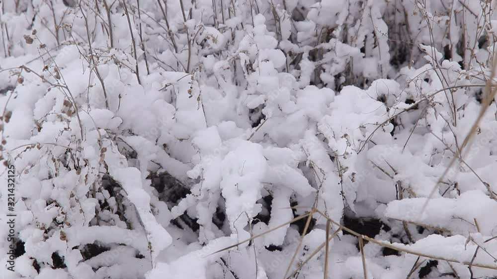 beautiful winter landscape dry plants in the snow