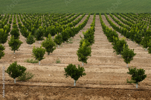 Photos Yang orange trees plant