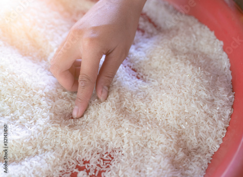 Thai jasmine rice. The hands of an Asian woman are picking up foreign matter from the uncooked milled rice in a red plastic tray before cooking. Raw dry jasmine rice. Uncooked milled white rice.