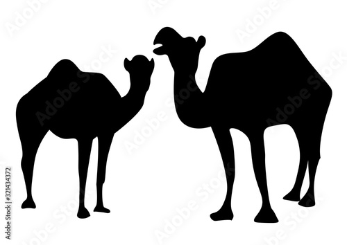 A pair of fallen in love camels in black white image