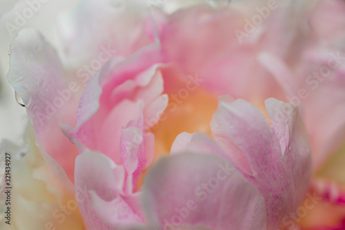 Tender pink peony background with light yellow center