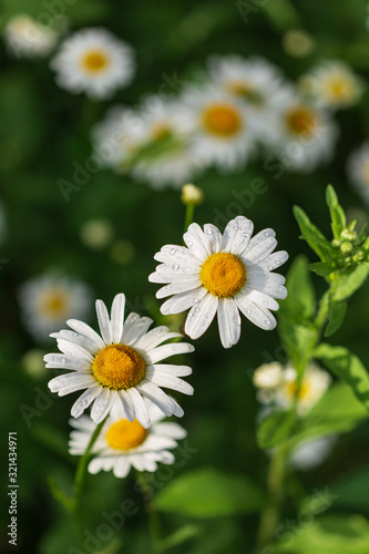 Camomille flowers blossoming in the garden