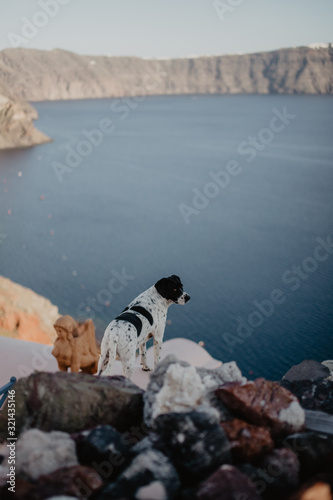 view of greek dog and houses caldera volcano in oia Santorini Greece