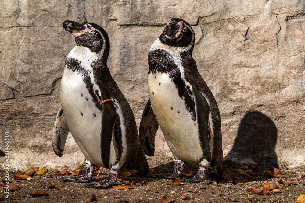 Naklejka premium Humboldt Penguin, Spheniscus humboldti in the zoo