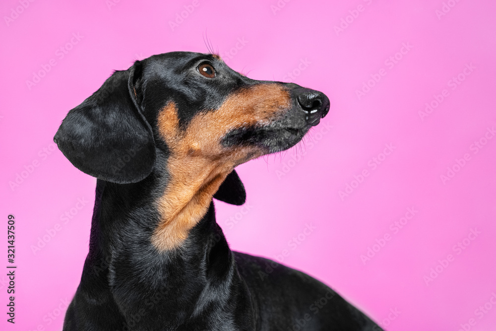 smart black and tan dachshund portrait seen from the side on a pink background