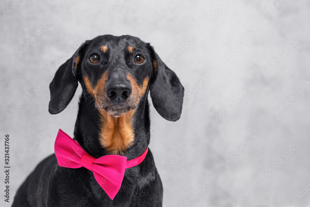 Portrait of a beautiful Dachshund dog, black and tan, wear a pink bow tie on a gray wall background