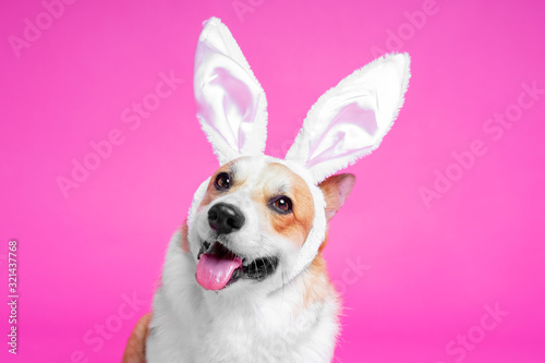 Wall Mural portrait cute dog welsh corgi pembroke as easter hare on pink background