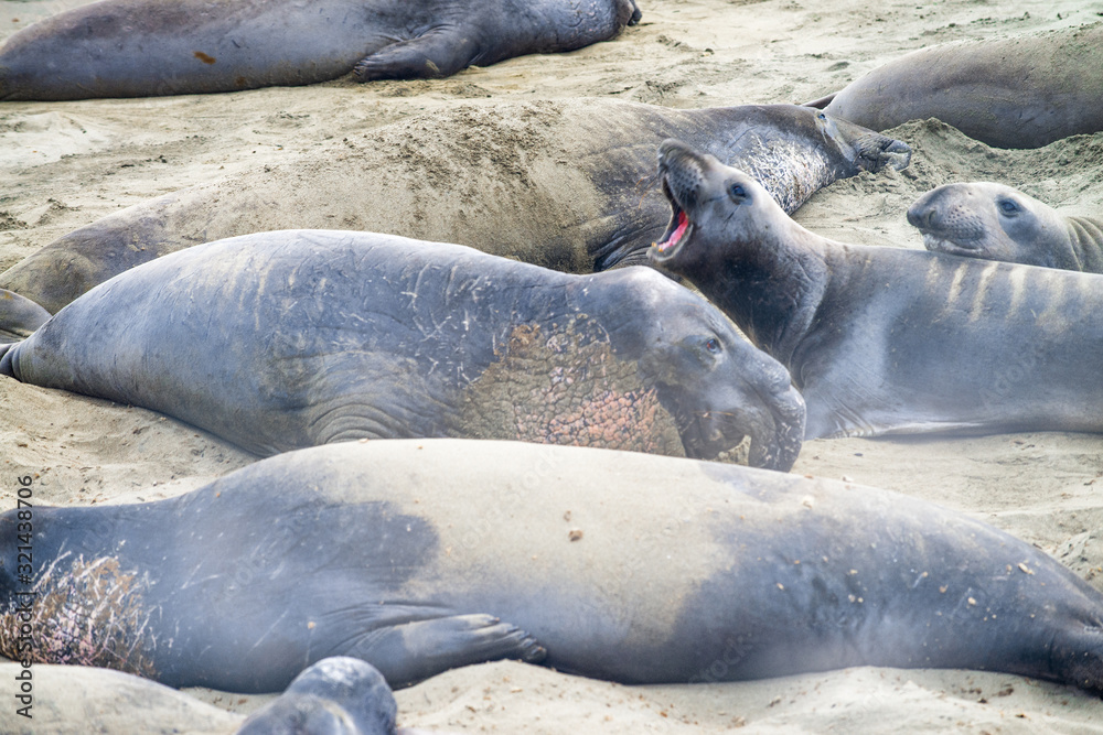 Fototapeta premium Seals in Big Sur, California, USA