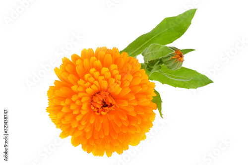 Fototapeta Naklejka Na Ścianę i Meble -  Calendula officinalis. Marigold flower with leaf isolated on white background.