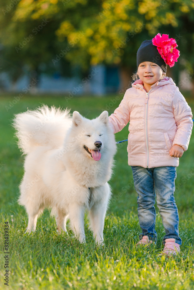 little girl walks with her dog Samoyed in the park