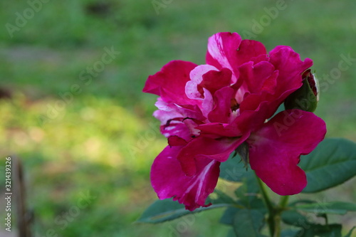 red flower in the garden