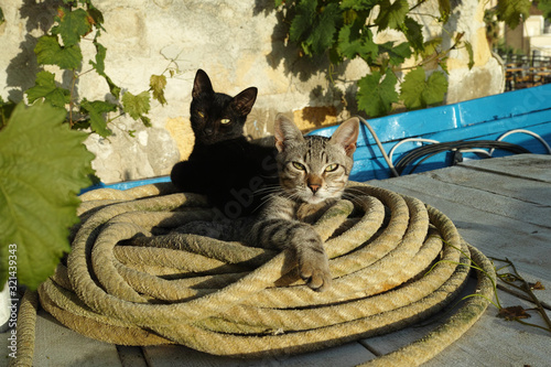 due gatti