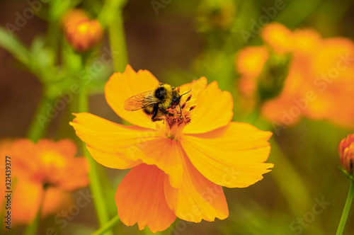 Bumblebee on orange flower. Close up photo. Selective focus. Ecologycal, nature, spring and concept photo.