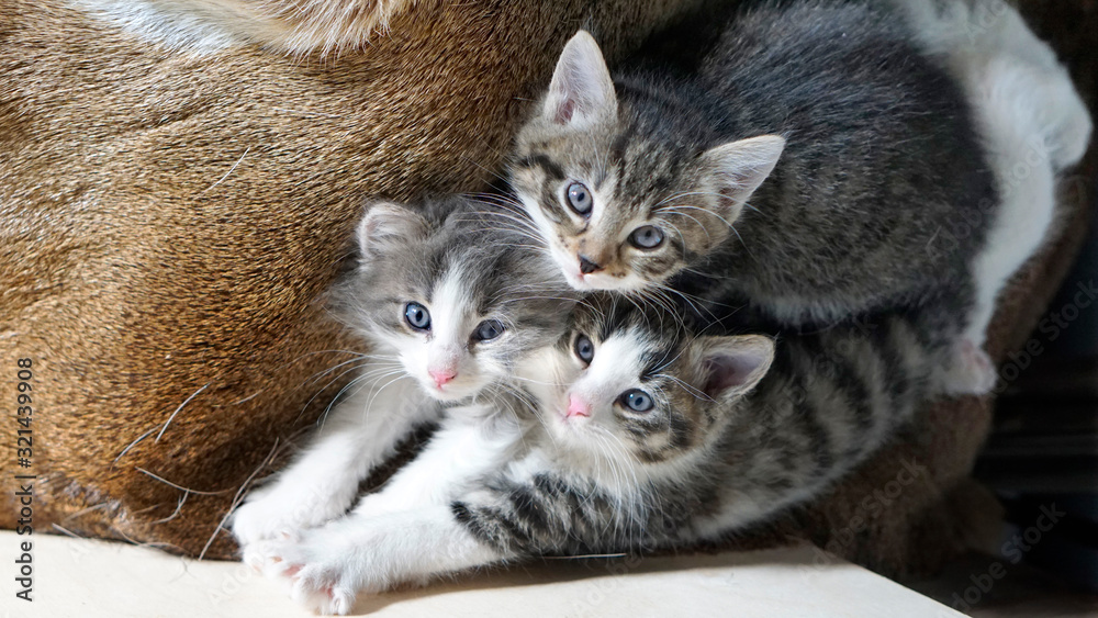 Kuschelnde Babykatzen, Katzengeschwister, mit blaue Augen, rosa und schwarze Näschen