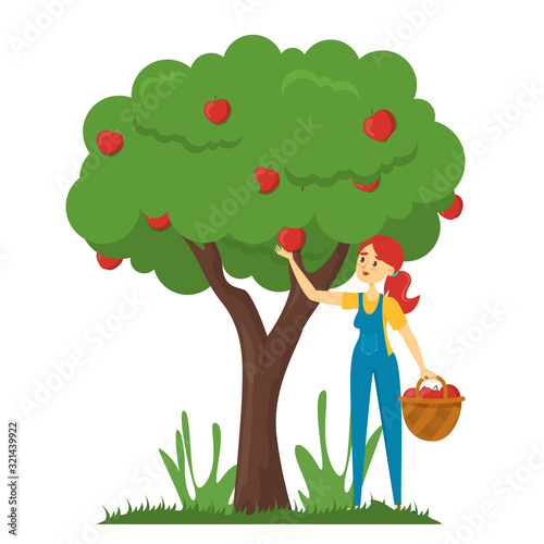 Woman gather apples from the apple tree vector isolated