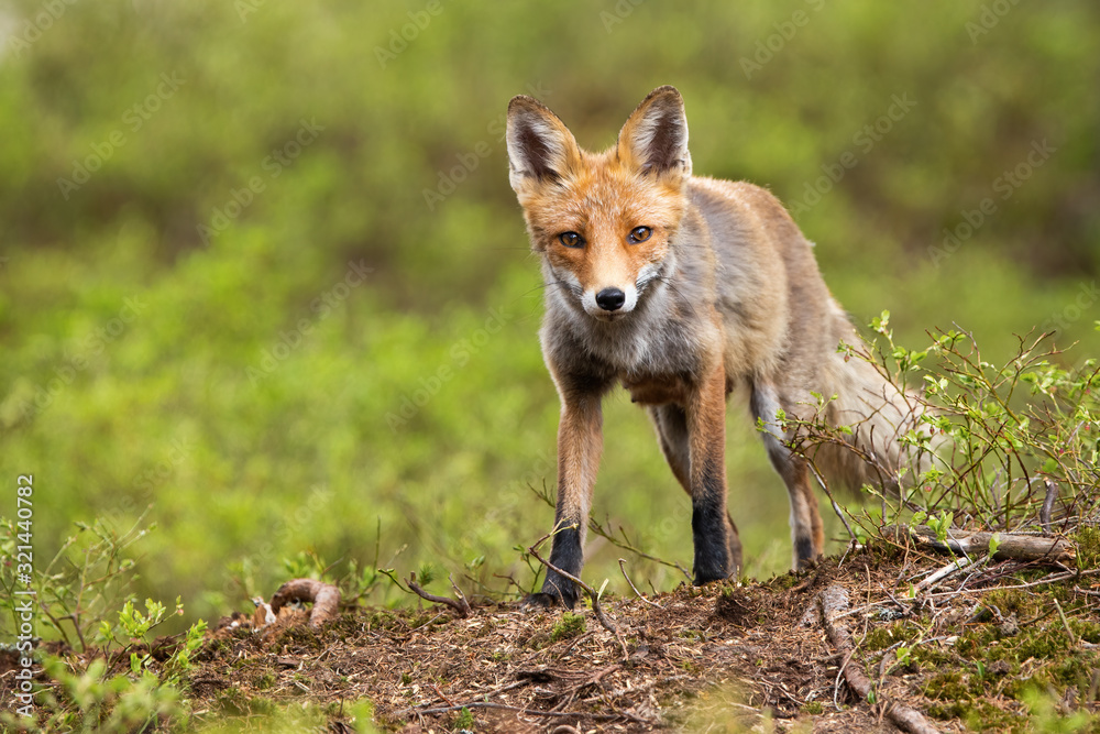Front low angle view of a wild red fox, vulpes vulpes standing on a horizon with vaccinium myrtillus plant in mountains with copy space. Curious mammal in wilderness with green blurred background. Front low angle view of a wild red fox, vulpes vulpes standing on a horizon with vaccinium myrtillus plant in mountains with copy space. Curious mammal in wilderness with green blurred background.