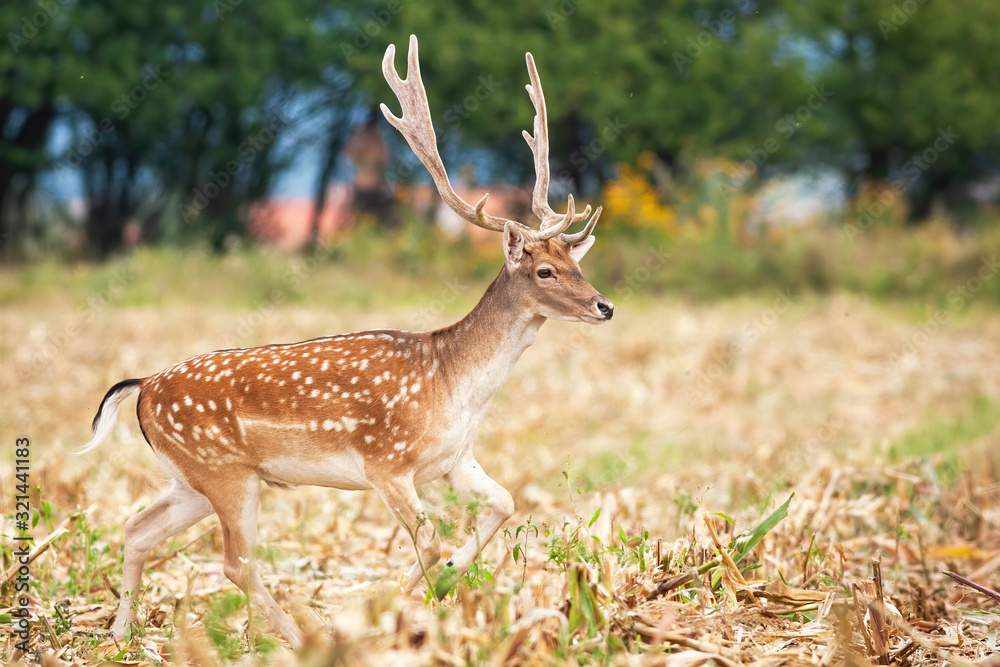 Male fallow deer, dama dama, escaping through an agricultural field during harvest in summer. Wild mammal with spotted coat and antlers running in nature. Male fallow deer, dama dama, escaping through an agricultural field during harvest in summer. Wild mammal with spotted coat and antlers running in nature.