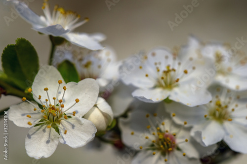 Allphotokz Blooming Trees 20190329 7844 D810
