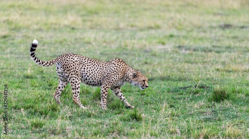 Prime adult male cheetah in the Masai Mara