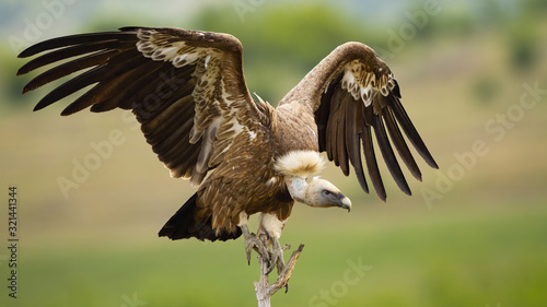 Griffon vulture, gyps fulvus, landing on a perch with wings spread in summer. Wild bird of prey with dark feathers, long neck and white head in Rhodope Mountains, Bulgaria, Europe. photo