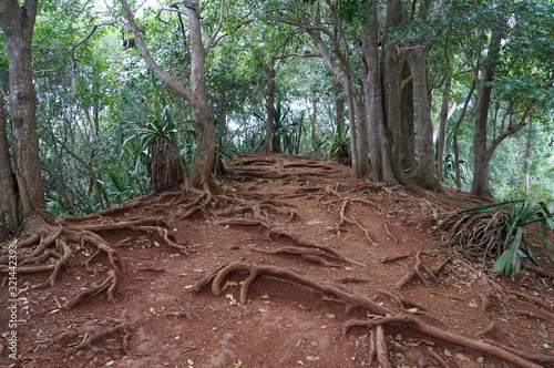 terreno di radici - texture - Mauritius