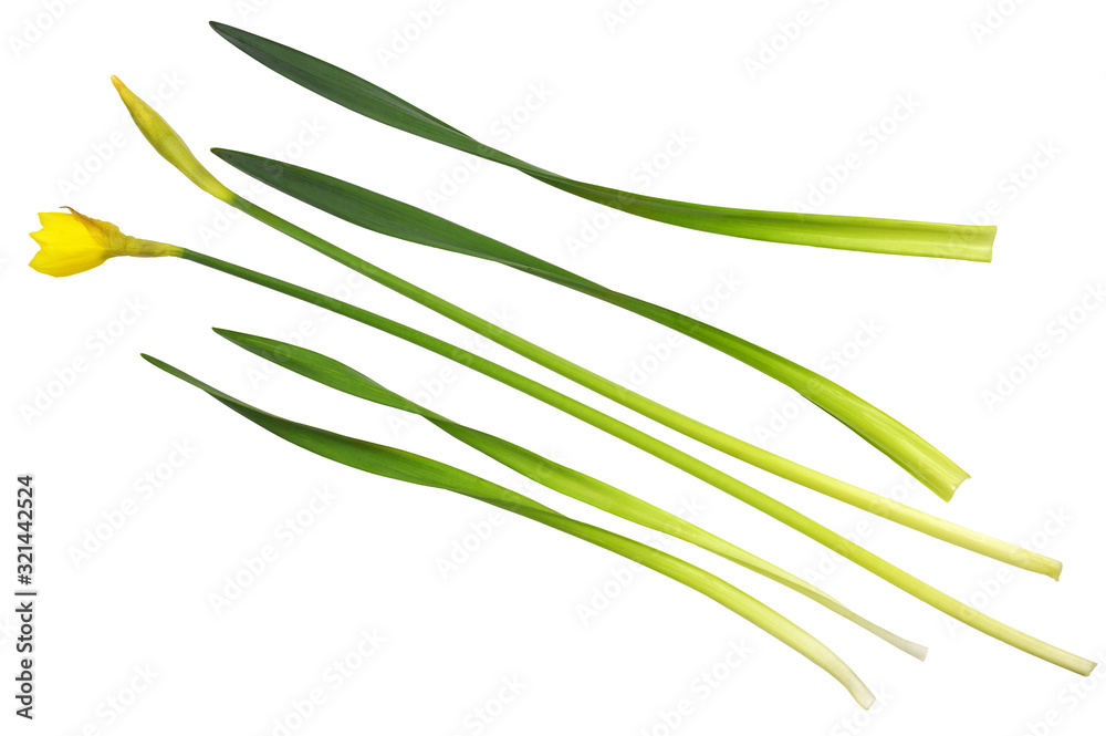 Fototapeta premium Set of narcissus flower, bud and leaves