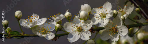 Allphotokz Blooming Trees 20190329 7899 D810
