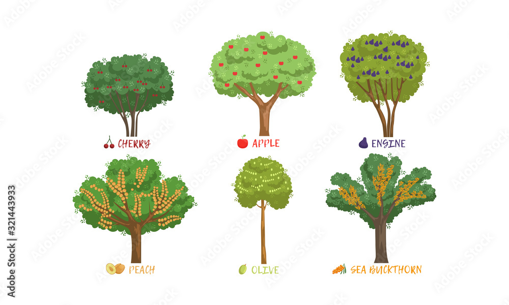 Fototapeta premium Different Garden Berry Shrubs and Fruit Trees Sorts with Names Collection, Cherry, Apple, Peach, Buckthorn Vector Illustration