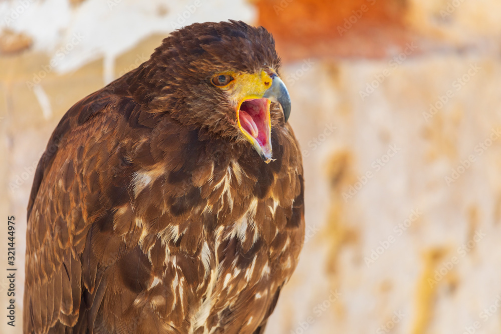 Fototapeta premium Close-up of the Golden Eagle (Aquila chrysaetos) adult. Also known as caudal eagle. Ring for falconry. With the beak open. Ring for falconry.
