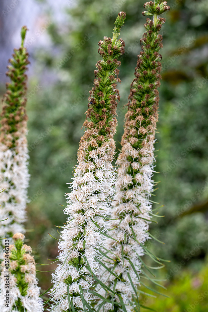 white Liatris flowers in the garden on the flowerbeds white Liatris flowers in the garden on the flowerbeds