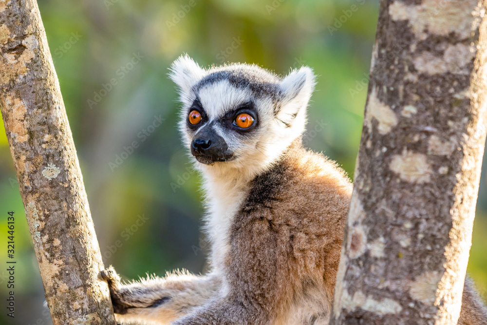 Obraz premium Ring tailed lemur relaxing in a tree-1