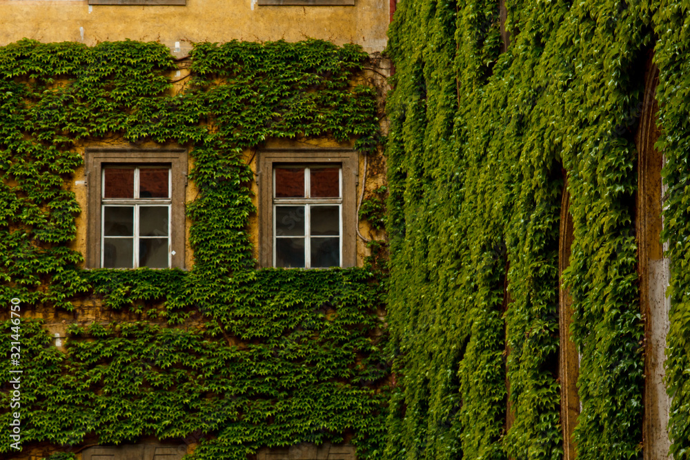 The stone wall and high windows are completely overgrown with bright green wild vine and ivy. The stone wall is covered with green ivy. Texture, background for postcards or advertising. The stone wall and high windows are completely overgrown with bright green wild vine and ivy. The stone wall is covered with green ivy. Texture, background for postcards or advertising.