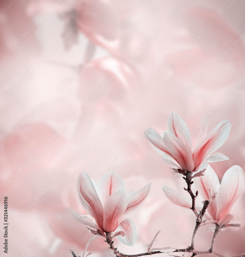 Closeup of blooming magnolia tree in spring on pastel bokeh background.