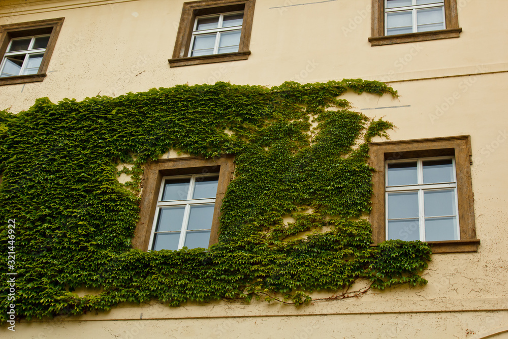 The stone wall and high windows are completely overgrown with bright green wild vine and ivy. The stone wall is covered with green ivy. Texture, background for postcards or advertising.