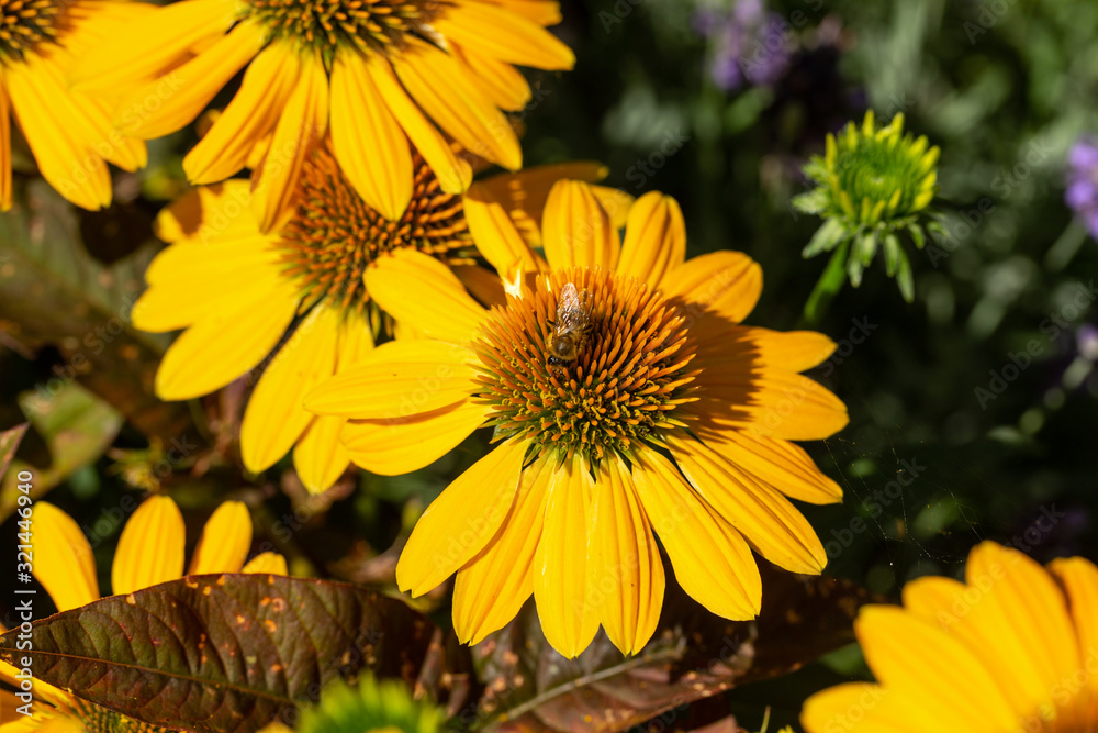 Rudbekia Yellow Daisy flowers in ornamental garden Rudbekia Yellow Daisy flowers in ornamental garden