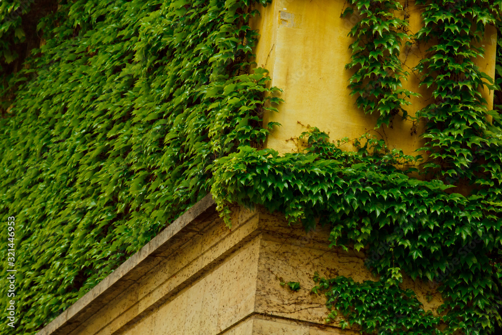 The stone wall and high windows are completely overgrown with bright green wild vine and ivy. The stone wall is covered with green ivy. Texture, background for postcards or advertising. The stone wall and high windows are completely overgrown with bright green wild vine and ivy. The stone wall is covered with green ivy. Texture, background for postcards or advertising.